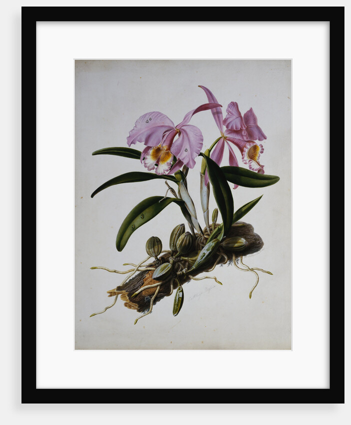 Orchidaceae: Cattleya Mossiae by Mrs. Augusta Innes Withers