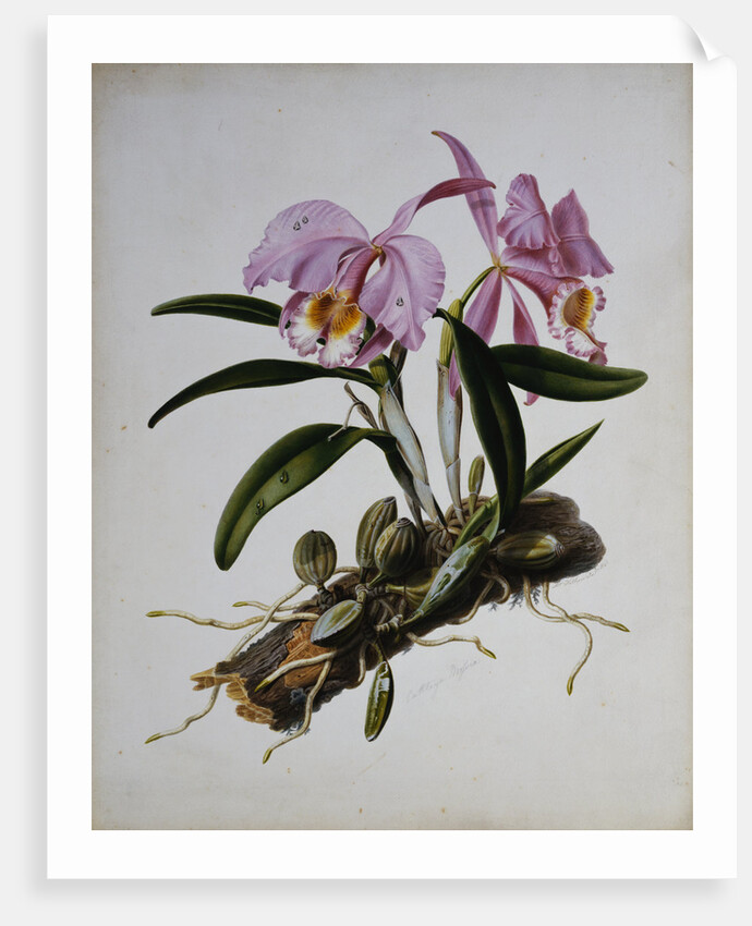 Orchidaceae: Cattleya Mossiae by Mrs. Augusta Innes Withers