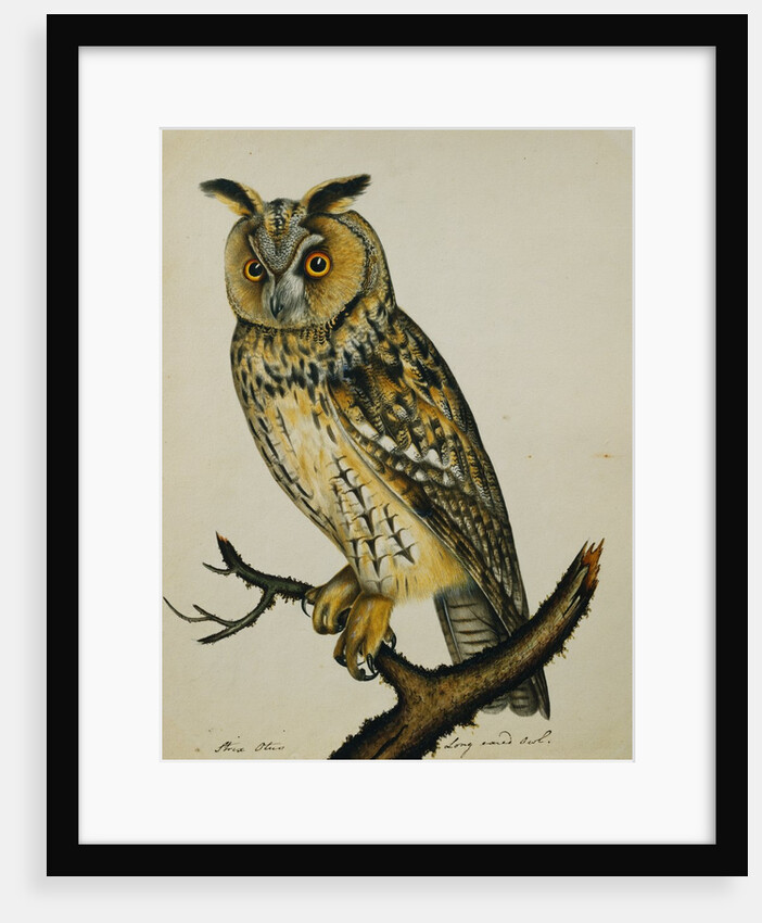 A Long-Eared Owl (Strix Otus) by Reverend Christopher Atkinson