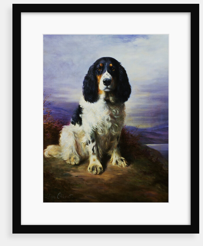 Royal, A Tri-Colour Working Springer Spaniel by Lilian Cheviot