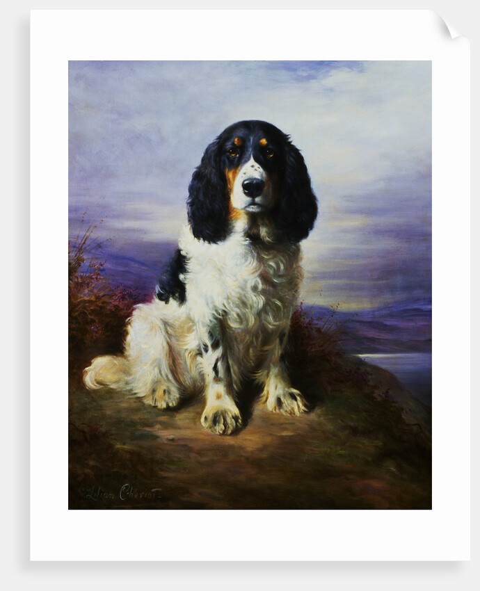 Royal, A Tri-Colour Working Springer Spaniel by Lilian Cheviot
