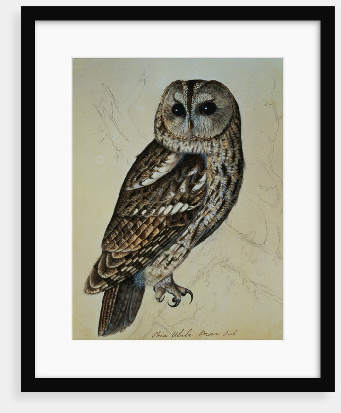 Brown Owl (Strix Ulula) by Reverend Christopher Atkinson