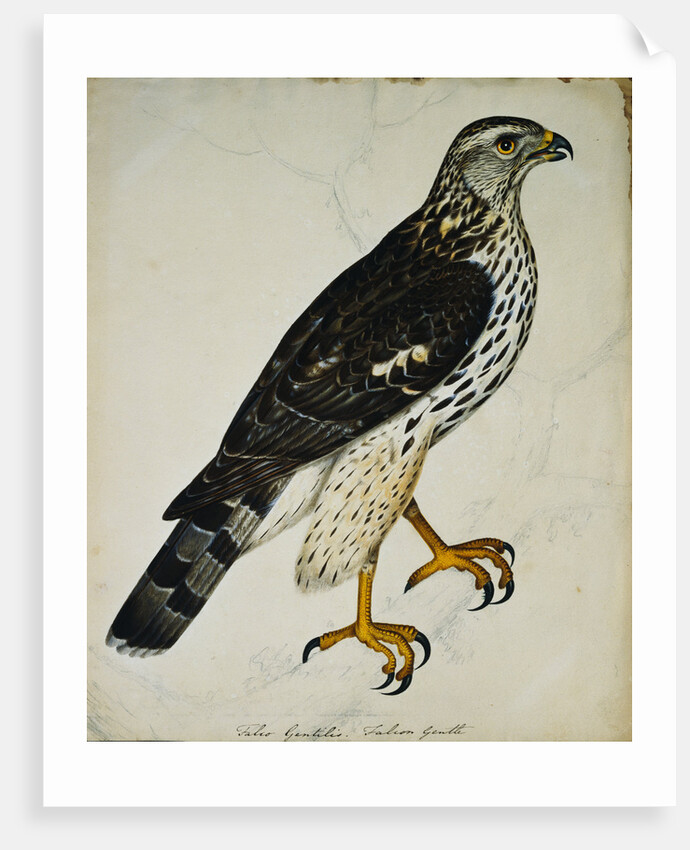 Falcon Gentle (Falco Gentilis) by Reverend Christopher Atkinson
