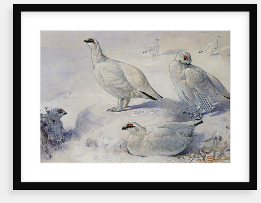 Painting of Ptarmigans in the Snow by Frank Southgate