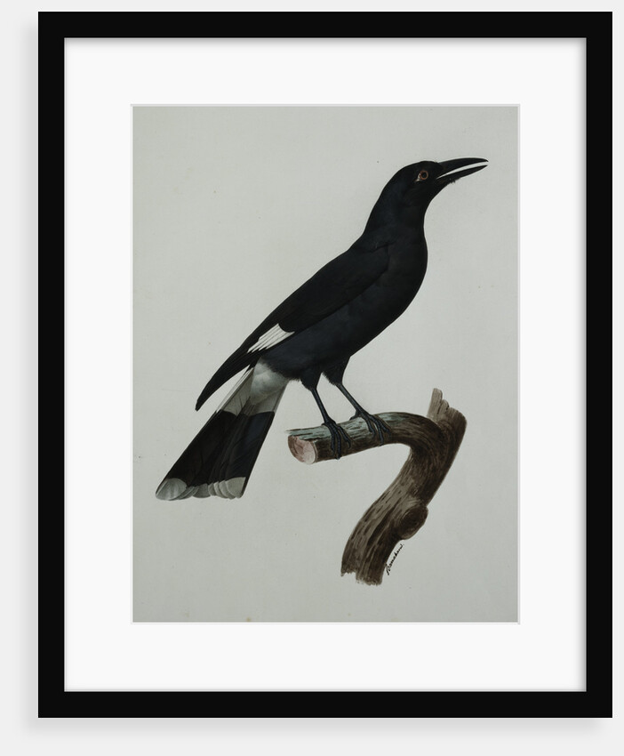 A Pied Currawong by Jacques Barraban