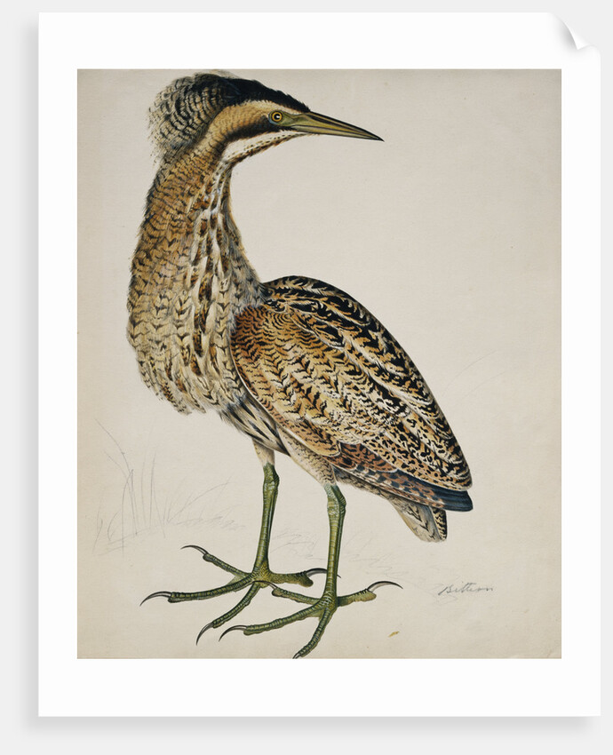 A Bittern by Reverend Christopher Atkinson
