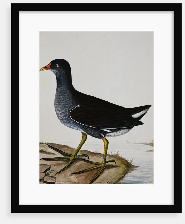 A Moorhen by Reverend Christopher Atkinson