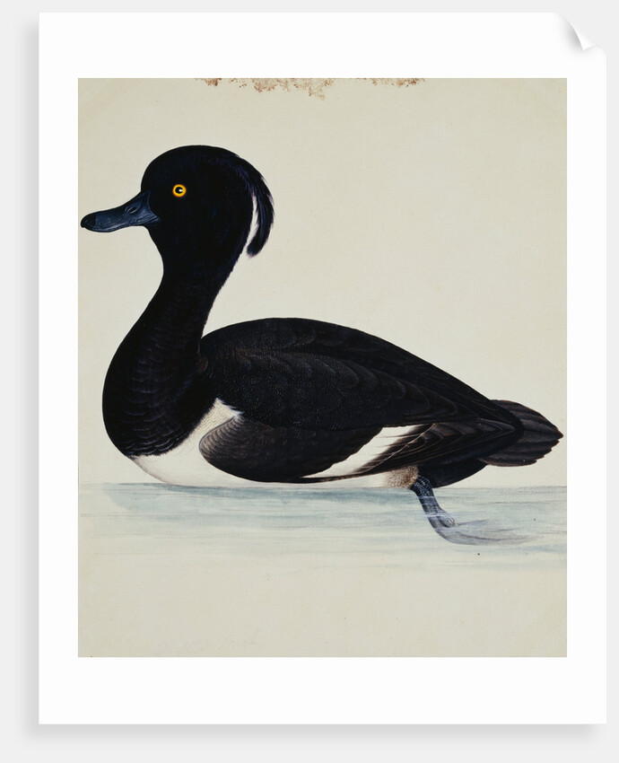 A Tufted Duck by Reverend Christopher Atkinson