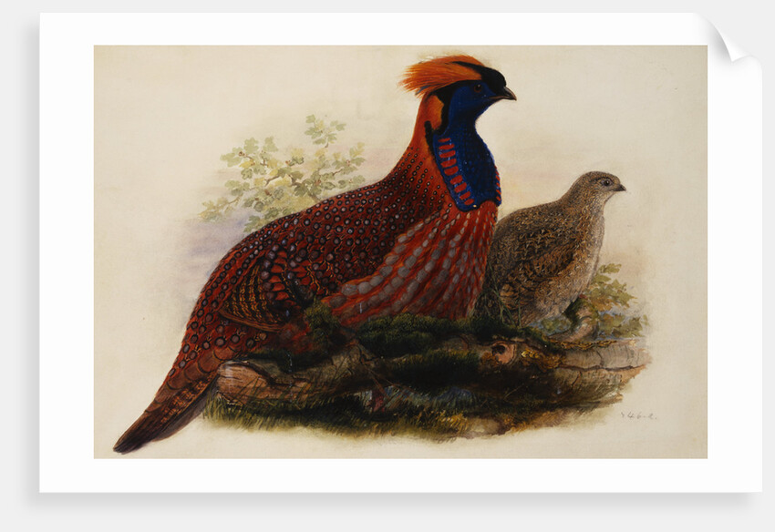 Temminck's Tragopan by Henry Constantine Richter
