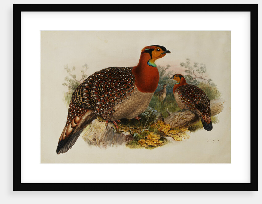 Blyths Horned Pheasant by Joseph Wolf