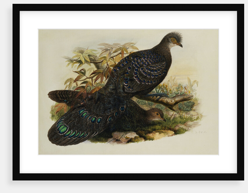 Assam Peacock Pheasant by Henry Constantine Richter