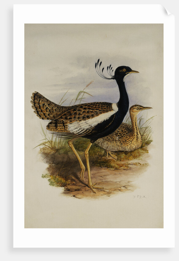 Lesser Florekin by Henry Constantine Richter