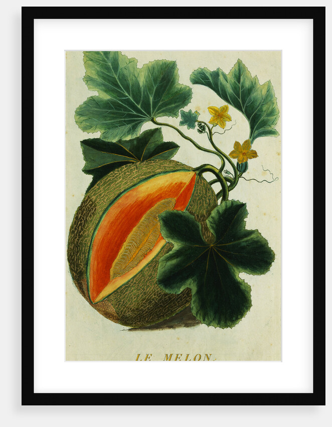 Lithograph of a Cantaloupe by Anonymous