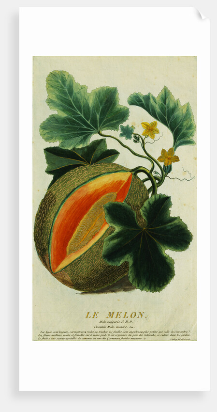 Lithograph of a Cantaloupe by Anonymous
