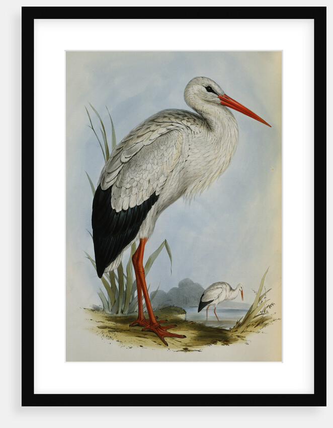 White Stork from The Birds of Europe by John Gould