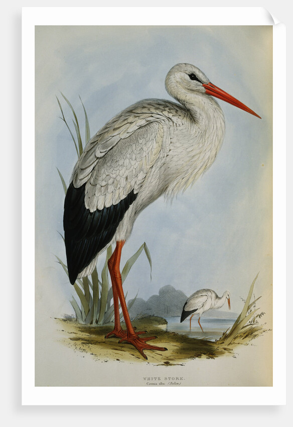 White Stork from The Birds of Europe by John Gould