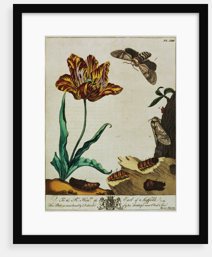 Print of Tulips and Insects from The Aurelian or Natural History of English Insects by Moses Hanis
