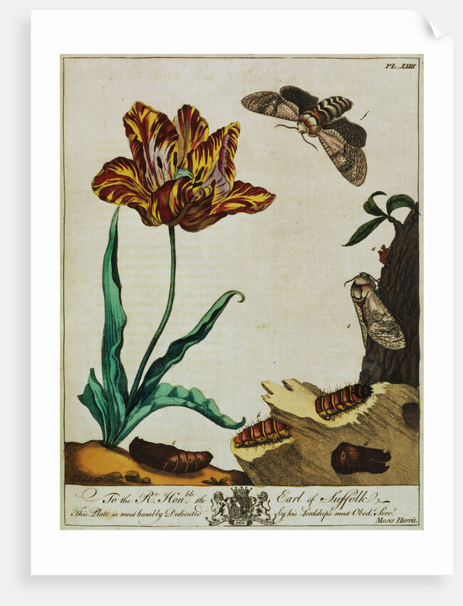 Print of Tulips and Insects from The Aurelian or Natural History of English Insects by Moses Hanis