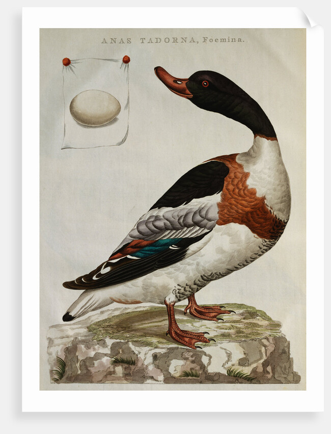 Print of an Anas Tadorna by Anonymous