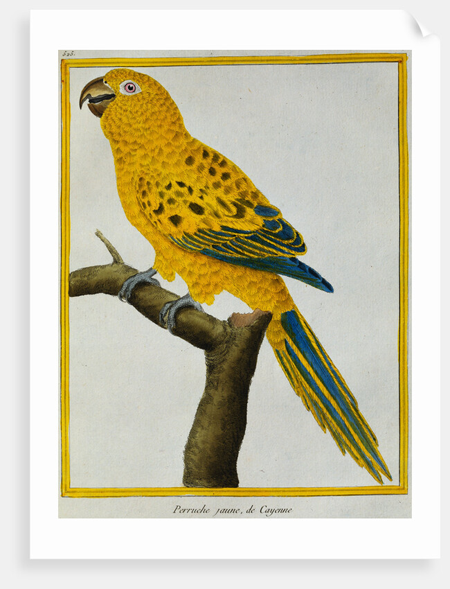 Print of a Yellow Parrot from the Natural History of Birds by George Louis Leclerc