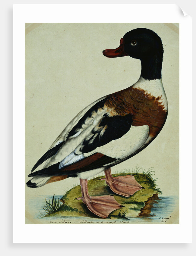 A Sheldrake by Reverend Christopher Atkinson