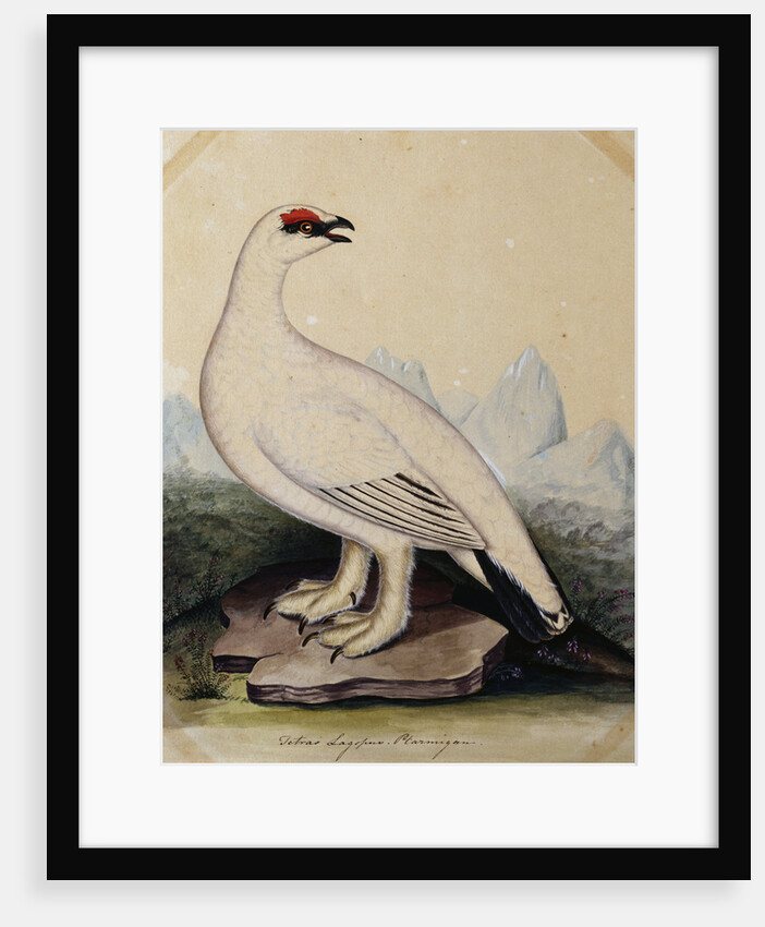 A Ptarmigan by Christopher Atkinson