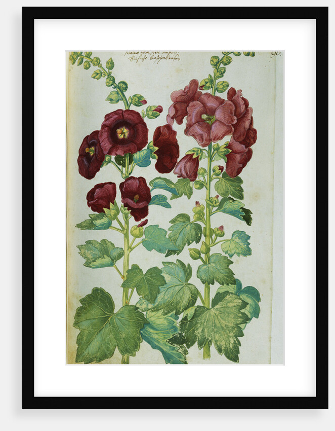 Watercolor of Hollyhocks by Joachim Camerarius the Younger