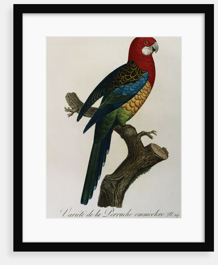 Variety of Multicolored Parrot by Jacques Barraband