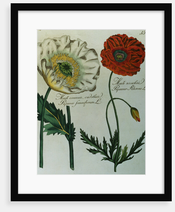 Print of Poppies from A Collection Worthy of Curiosity from the Realm of Plants by Anonymous