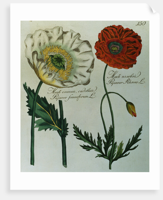 Print of Poppies from A Collection Worthy of Curiosity from the Realm of Plants by Anonymous