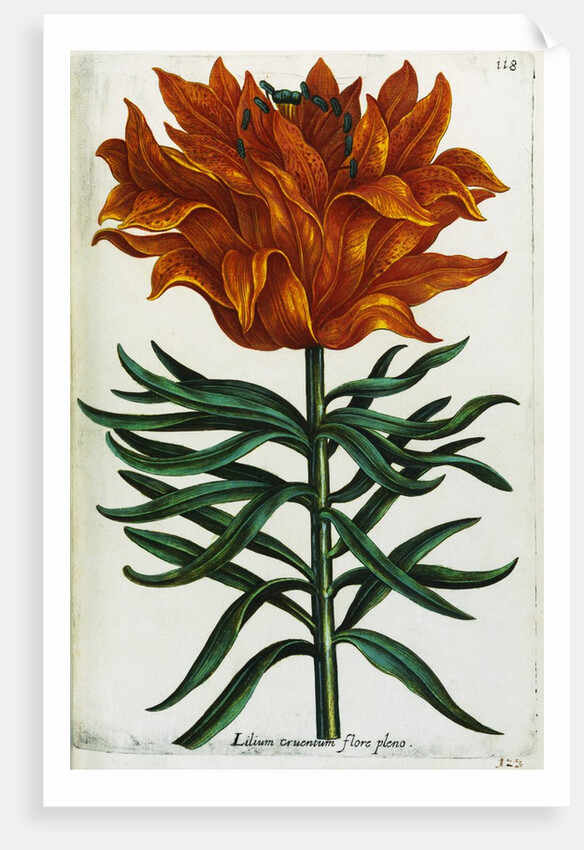 Botanical Print Florilegium Renovatum et Auctum by Anonymous