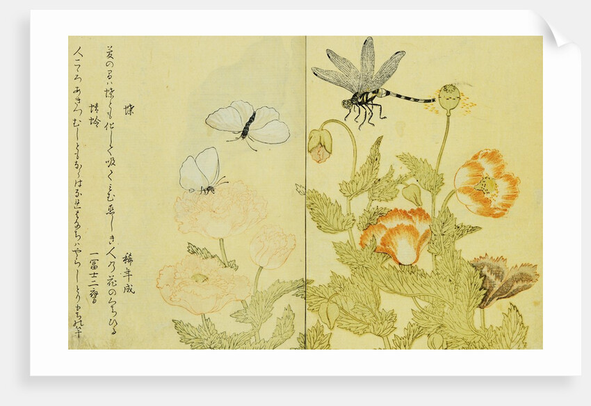 Illustration from A Picture Book of Selected Insects (Butterflies and Flowers) by Utamaro