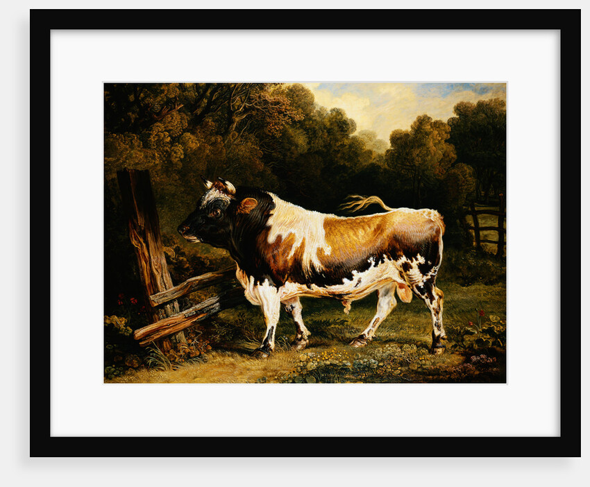 Painting of an Alderney Bull by James Ward