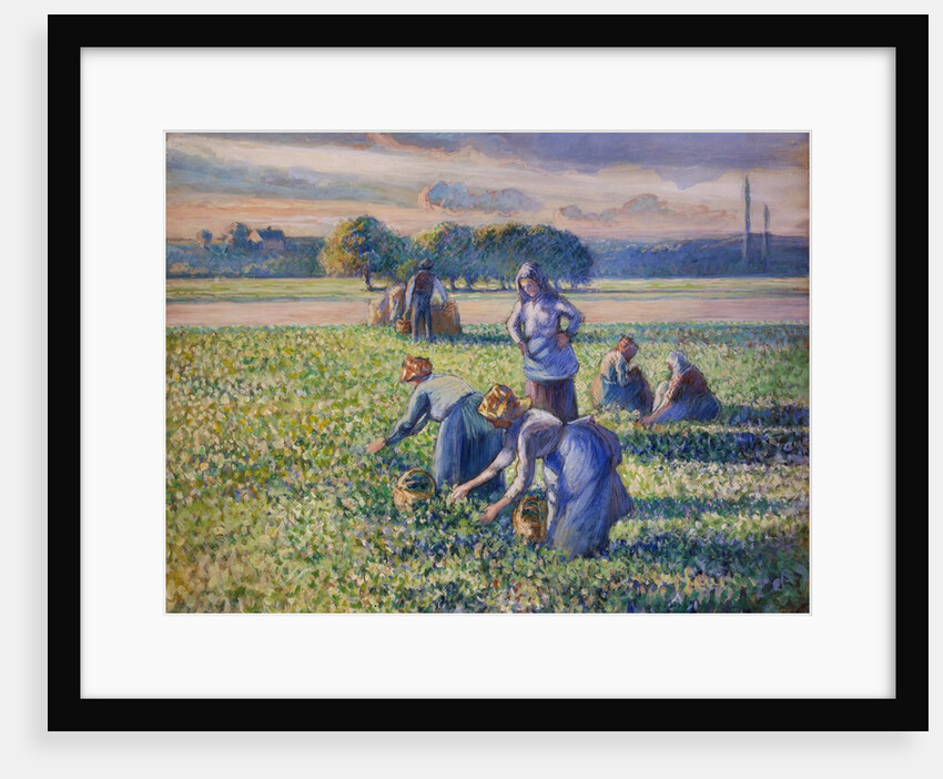The Pea Harvest by Camille Pissarro