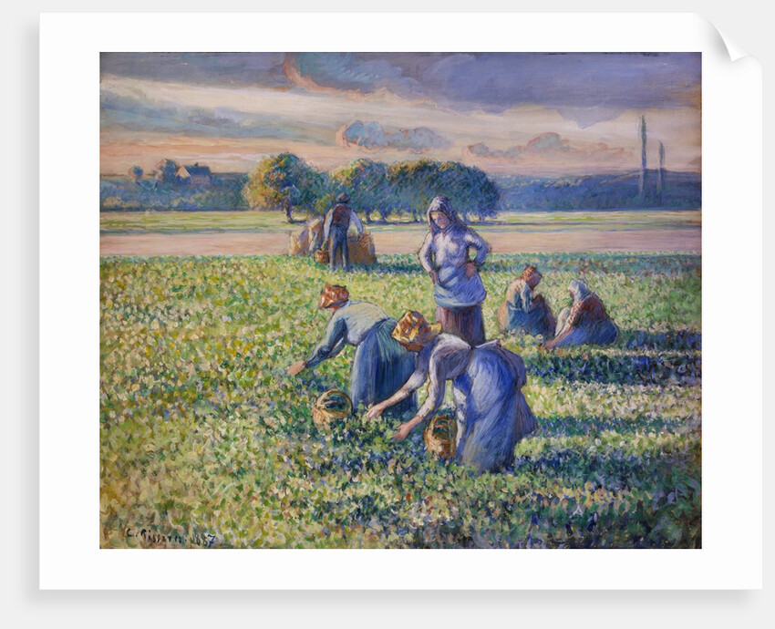The Pea Harvest by Camille Pissarro