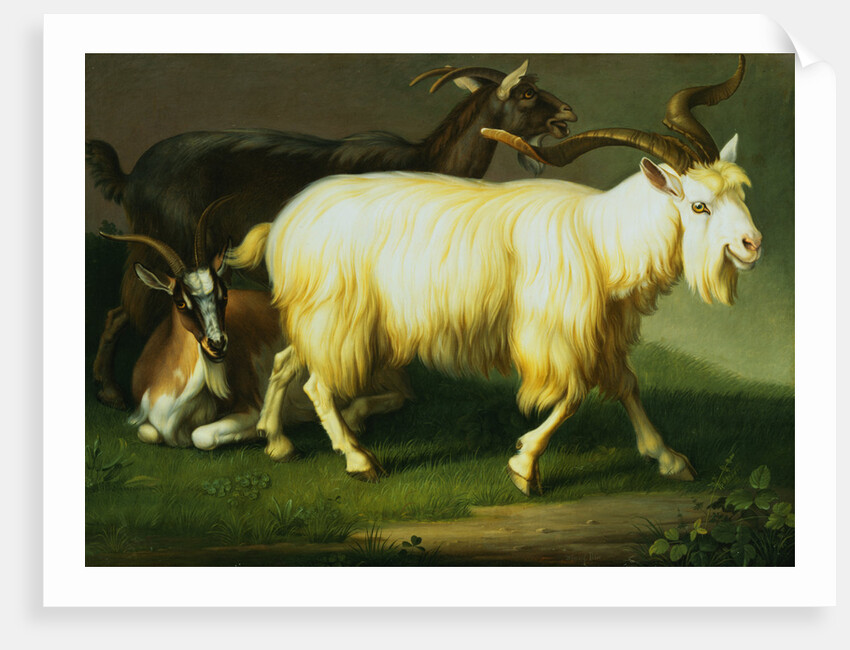 Billy Goats by Wenzel Peter