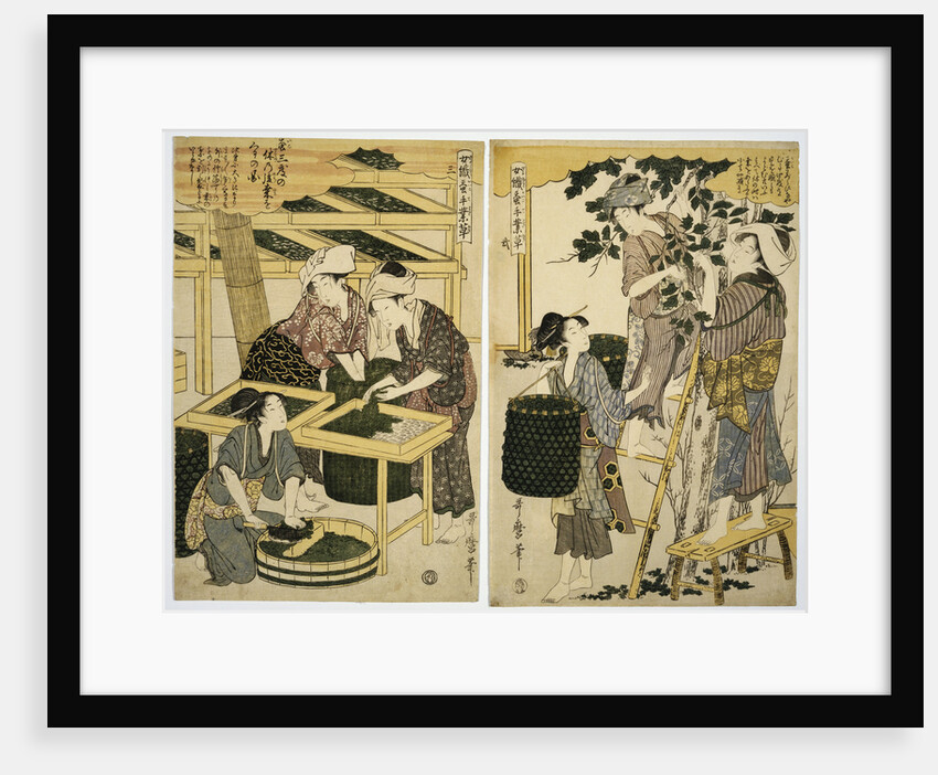 Prints Depicting the Harvesting and Preparation of Mulberry Leaves from Silkworm Culture by Women by Kitagawa Utamaro