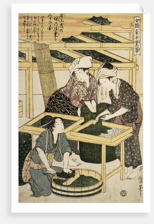Print Depicting Women Cutting Mulberry Leaves from Silkworm Culture by Women by Utamaro