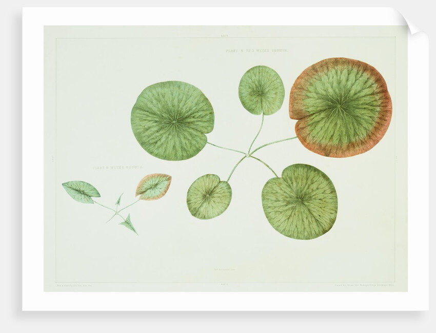 Victoria Regia or the Great Water Lily of America (Young Plants, Frontispiece) by William Sharp