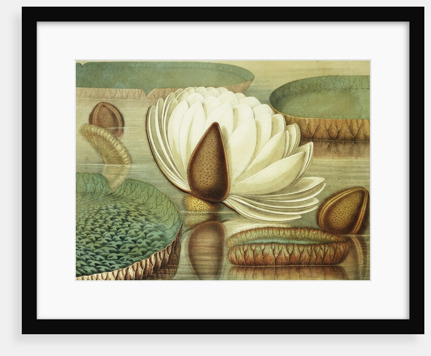 Victoria Regia or the Great Water Lily of America (Opening Flower) by William Sharp