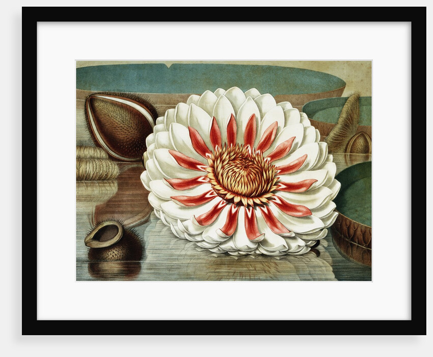 Victoria Regia or the Great Water Lily of America (Complete Bloom) by William Sharp