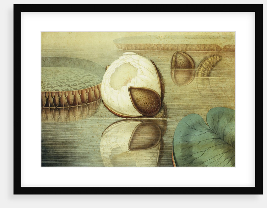 Victoria Regia or the Great Water Lily of America (View of the Form of the Flower...) by William Sharp