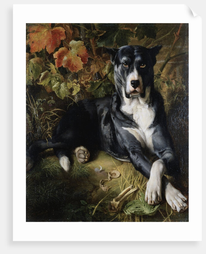 A Brindle Great Dane by Wilhelm Trautschold
