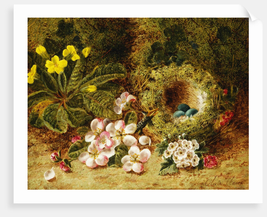 A Primrose and Birds Nest on a Mossy Bank by Oliver Clare