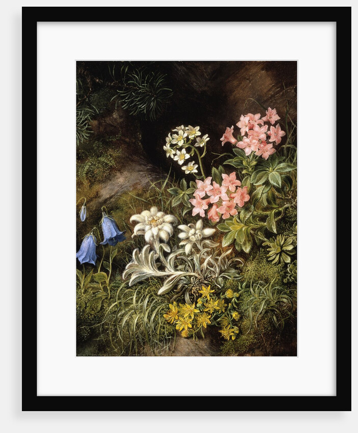 Edelweiss and Other Alpine Flowers by Theodor Petter