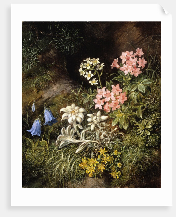 Edelweiss and Other Alpine Flowers by Theodor Petter