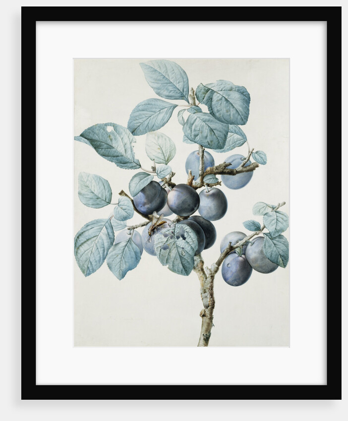 Plum Tree Branch by Pierre Joseph Redoute