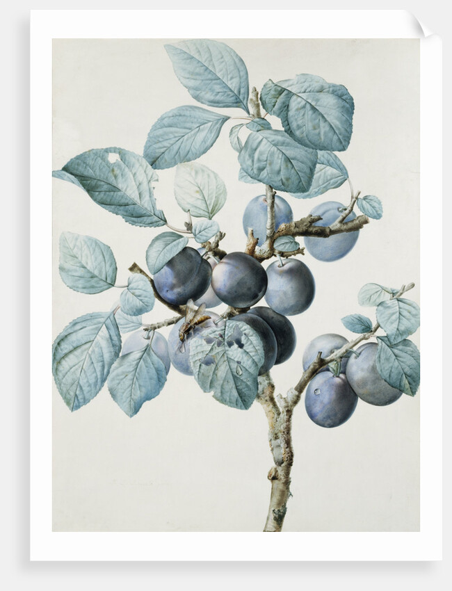 Plum Tree Branch by Pierre Joseph Redoute