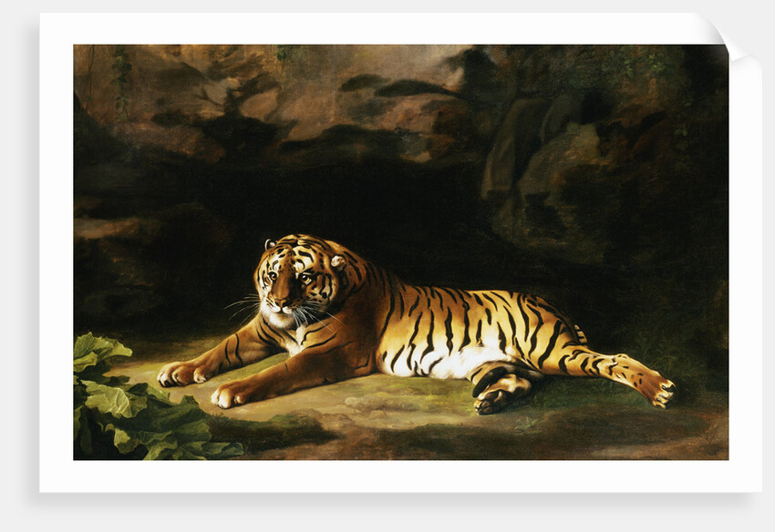 Portrait of the Royal Tiger by George Stubbs