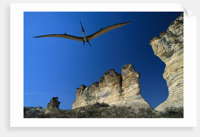 Pteranodon Longiceps Model in Flight by Anonymous